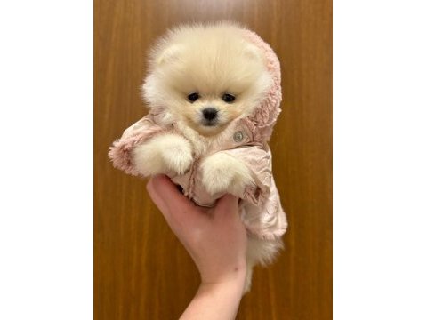 Gerçek pomeranian boo yavruları orjinal anne babadan