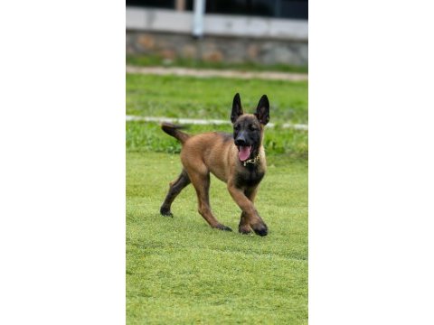 Fcı/kıf şecereli şampiyon kan hattı malinois yavrular