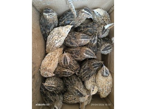 2 haftalık bıldırcın yumurtaya yakın ve yumurtlayan mevcut