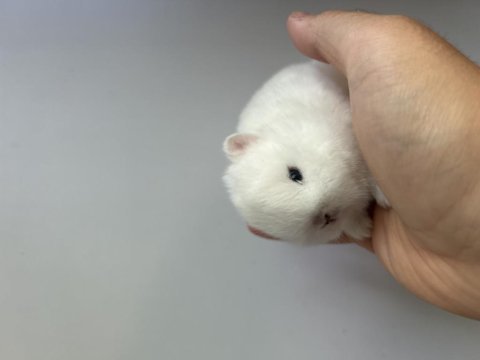 Hermelin netherland dwarf cüce tavşan