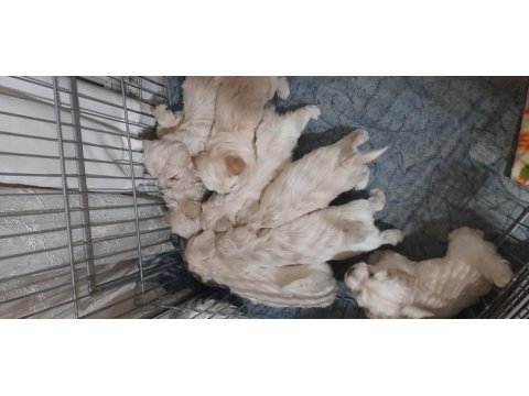 Minnaklar maltipoo