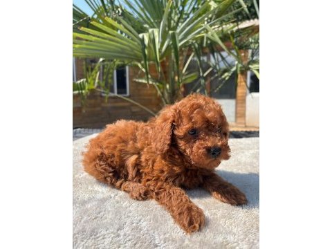 Red toy poodle yavrular