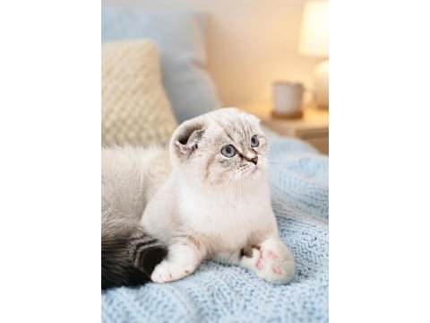 Scottish fold silver lynx point dişi yavru