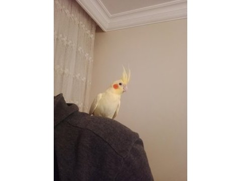 3 aylık ele alışkın yavru sultan papağanı