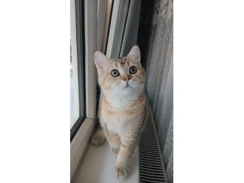 Son kalan golden yavru scottish