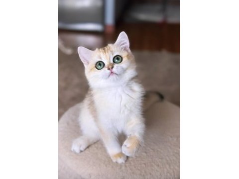 Safkan british shorthair golden dişi erkek