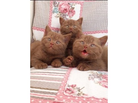 Cinnamon tarçın kahverengi british shorthair yavruları