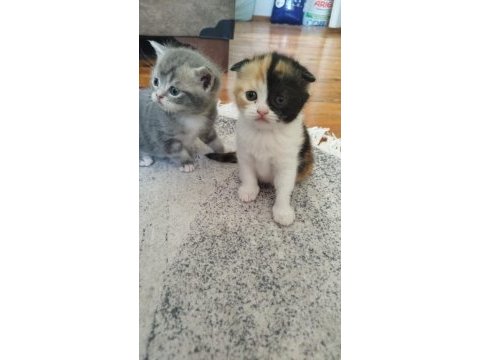 Babası exotic annesi scottish fold