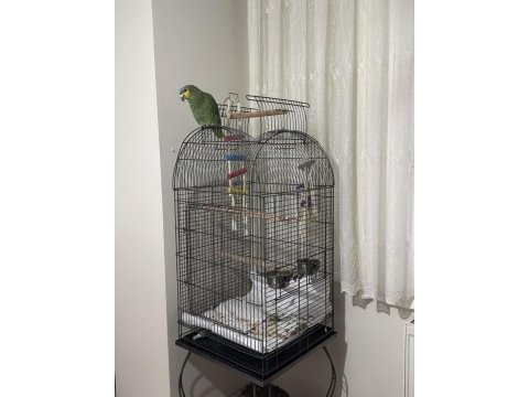 1.5 yaşında amazonika papağanı