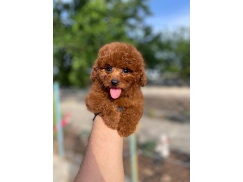 Toy poodle bebekleri referans yavru