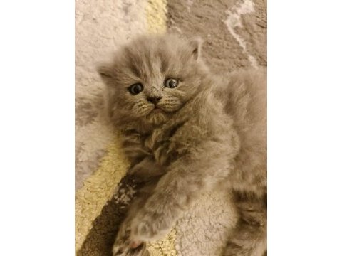 Blue british longhair