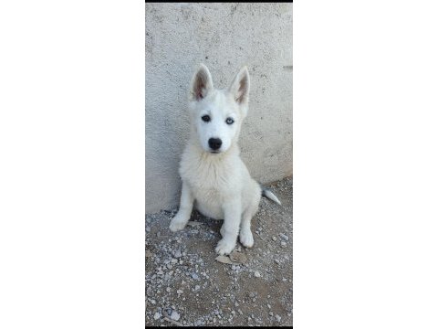 40 günlük sibirya kurdu yavruları