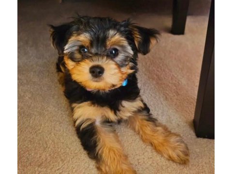 Morkie teddy yüz hattına sahip