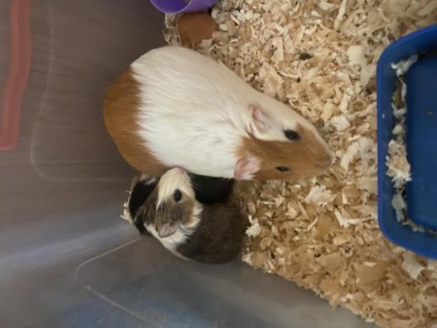 Ginepig yavrusu