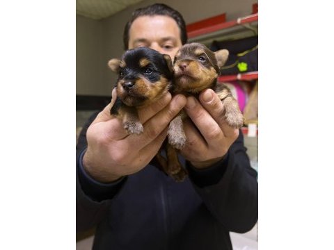 Safkan ırk garantili yorkshire terrier bebekler