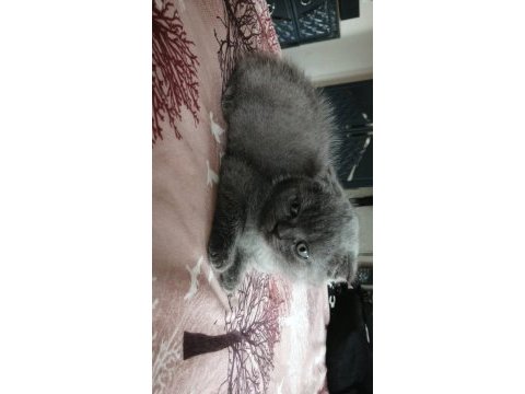 Scottish fold bebeklerimiz