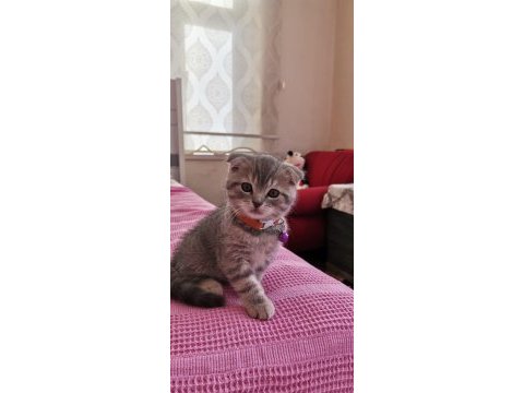 Güvenilir ev arıyoruz kedimiz için