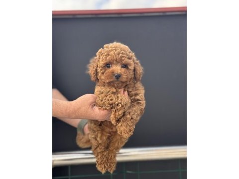 Birbirinden güzel toy poodle yavrularımız
