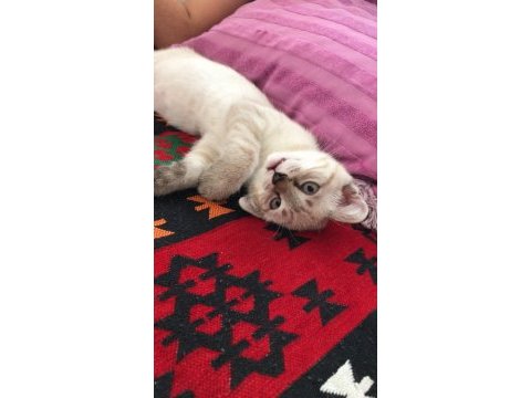 Mavi göz silver scottish fold