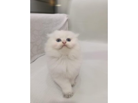 Scottish fold beyaz uzun tüylü