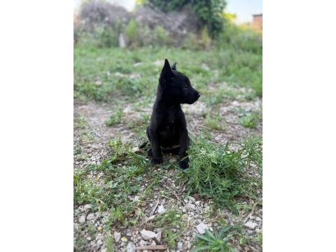 Belçika malinois jet black
