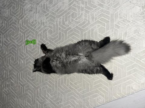 British longhair erkek kedimiz