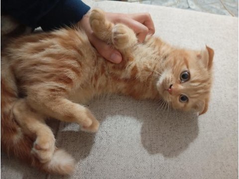 İran kedisi ve scottish fold yavruları