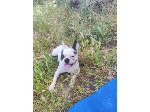 French bulldog köpeğimiz