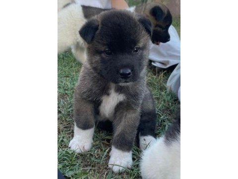 Dev amerikan akita adayları