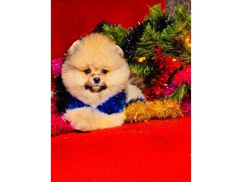 Pomeranian boo teddy surat yavrularımız