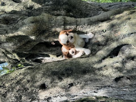 Anne altından cavalier king charles