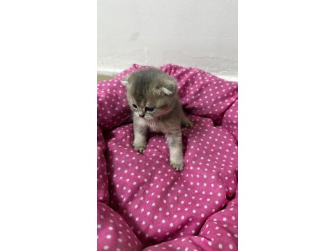 Ankara kaliteli british shorthair bebekler
