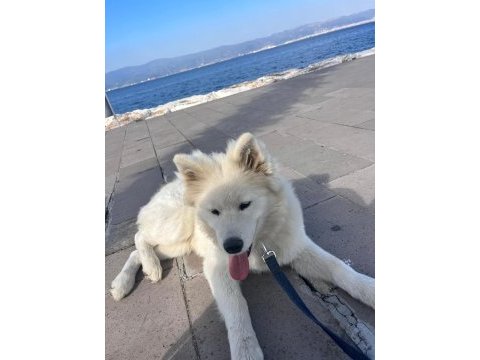 6 aylık safkan samoyed