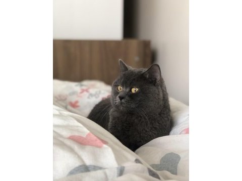 British shorthair evcil ev kedisi