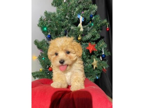 Veteriner kontrollü orijinal maltipoo yavrularım