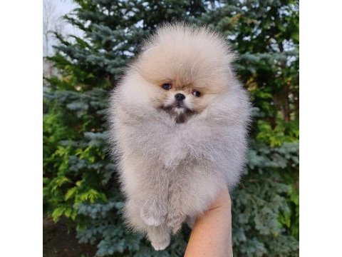 Pomeranian boo yavruları 