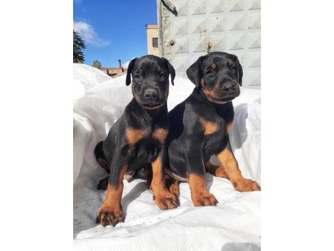Efsane doberman yavrular