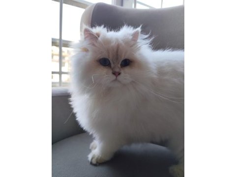 British longhair 2 yaşında