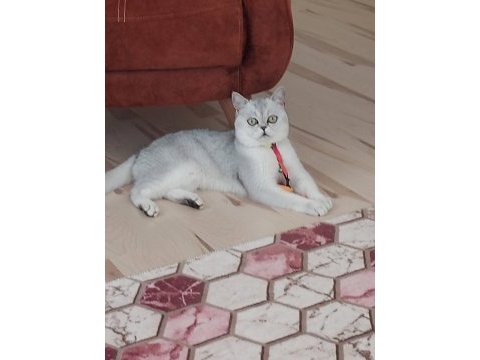Canım british shorthair oğluma gelin arıyorum