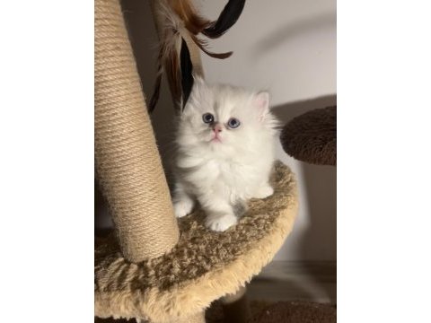 British longhair ay1233 dişi
