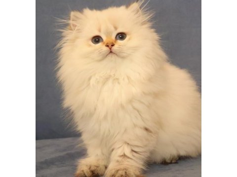 Ny2533 dişi british longhair