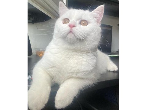 Minik eğlenceli british longhair oğlum yuva arıyor