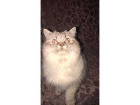 Çok uysal british longhair yuva arıyor