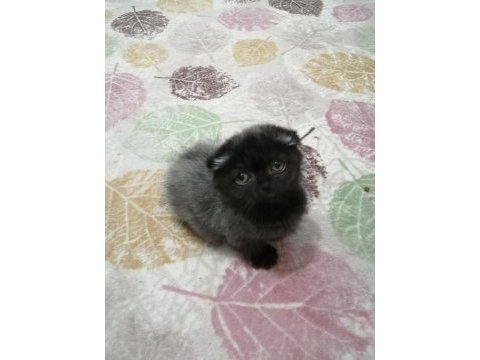 Oyuncu minik scottish fold yavrularımıza sıcak yuva arıyoruz