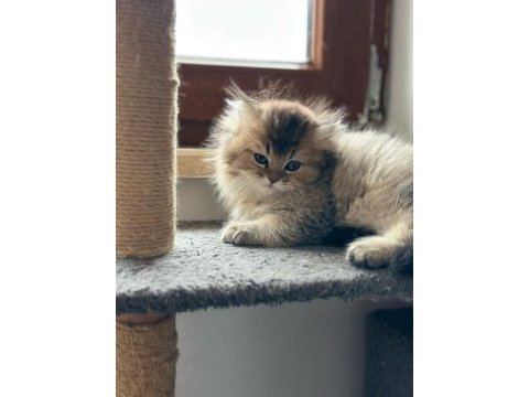 A kalite british longhair yavrularımız