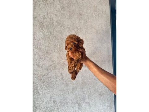 Kore (teacup) poodle dişi 2 aylık