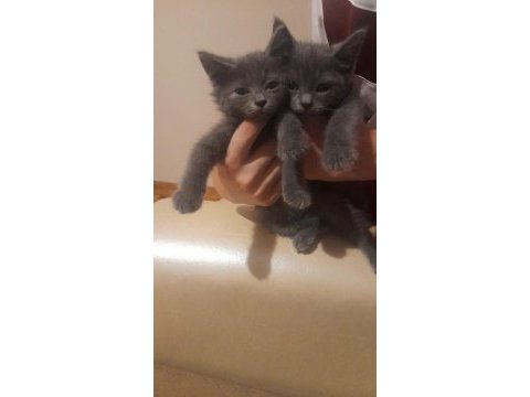 3 aylık british shorthair kedimiz