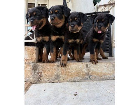 Üst kalite rottweiler bebekler