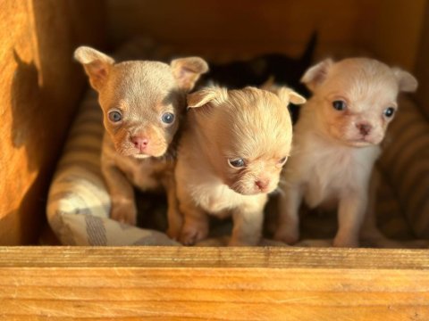 Şivava (chihuahua)