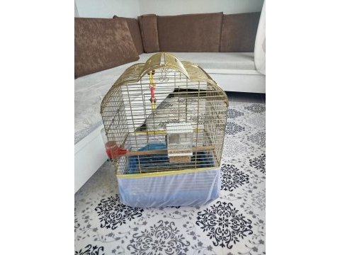 Acil satılık sultan papağanı